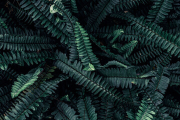 Green fern background or Abstract leaf texture of decorative ornamental, close-up. Colorful abstract natural pattern, texture, background. Farming and gardening theme. Panoramic concept image.