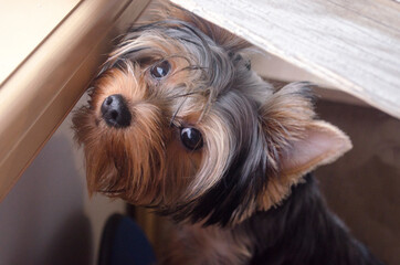 yorkshire terrier puppy
