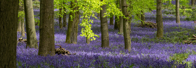 Carpet of bluebells growing in the wild on the forest floor under beech trees in springtime in...