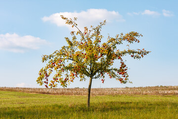 Fototapeta na wymiar schöner Apfelbaum auf einer Streuobstwiese
