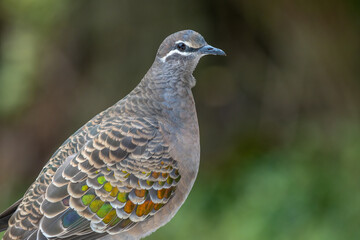 Female Common Bronzewing