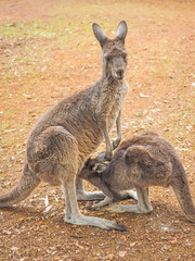 Western Grey Kangaroo Feeding Youngster