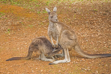 Naklejka na ściany i meble Western Grey Kangaroo Feeding Youngster
