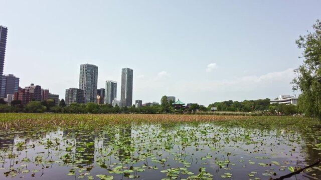 東京都台東区上野の不忍池の景色