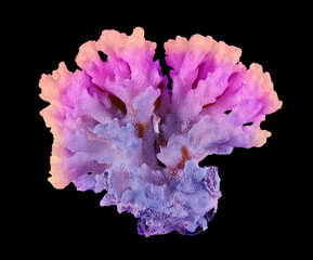 Coral isolated on black background © Dmitry