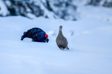 Singing love in the winter country, (Tetrao tetrix). The black grouse male and female.