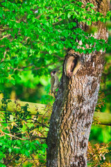 Woodpecker hanging on an oak trunk