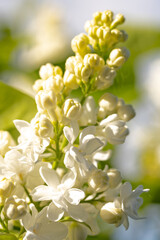fleurs de lilas blanc en gros plan
