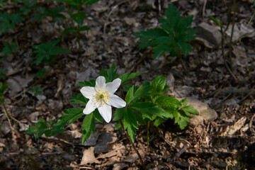anemone hit by the sun's rays in a Ligurian forest,Italy