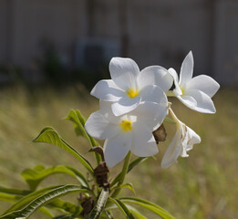 Fototapeta premium white and yellow flowers