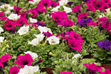 Mischung aus hängenden Petunien