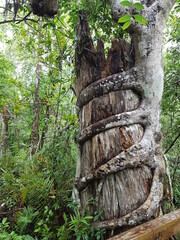 Strangler Fig Tree Encircling a Dead Trunk in a Tropical Rainforest
