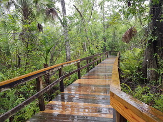 Waldbrücke in den Everglades