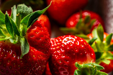 Erdbeeren, frisch gepflückt.
