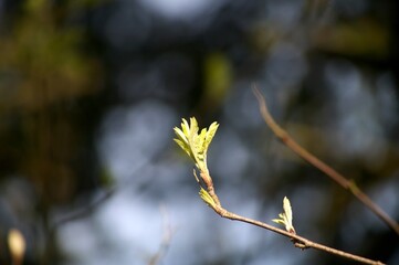 young leaves on a spring branch