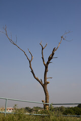 Fototapeta na wymiar dead tree on the beach