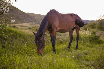 horse in the meadow