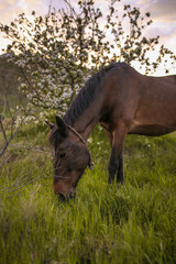 horse in the flowers