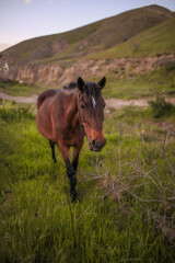 Horse on the meadow