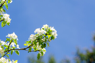 flowers blooming on an apple tree with a clear sky in the background