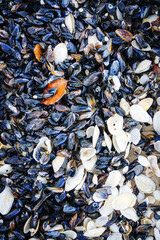 Empty shells of mussels on the beach, washed ashore by a storm.