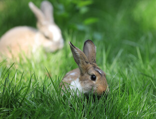 white rabbit on a green lawn
