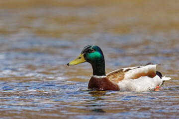 canard colvert