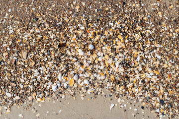 Background of seashells on the sand. Baltic sea. Summer concept