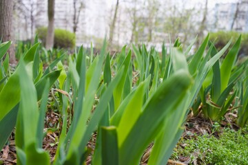 Green grass in the rays of the sun. field of new green shoots of tulips sprouting from the ground in early spring, lit by sun . High quality photo