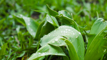 Raindrops on the leaves of a tulip. Macro photography of water. The concept of morning, freshness, spring awakening. High quality photo