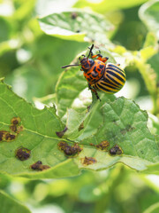 Colorado potato beetle hanging on a gnawed potato leaf. Close-up. A vertical illustration about insects, pests of agricultural plants. Fighting the potato bug. Macro