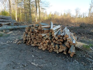 Geschlagenes Holz im Wald