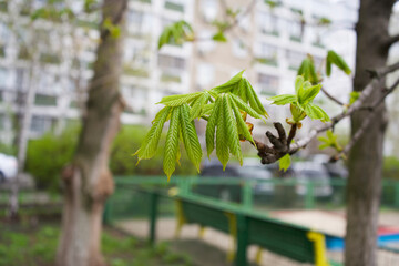 Spring theme. Chestnut green shoots. Green chestnut leaves. Young shoots of chestnut in the spring - Earth Day High quality photo