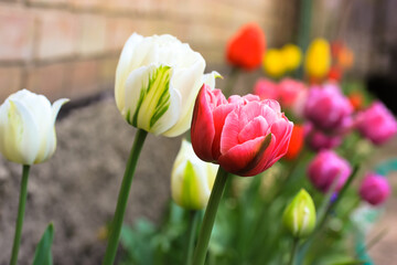 Multicolored tulips grow in the spring on a homestead, flowerbed or in a home garden. Beautiful spring flowers of different colors - red, pink, white, yellow - against a brick wall. Cinematic filter.