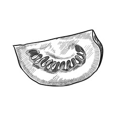 Tomato slice. Hand drawn vector illustration isolated on white background.