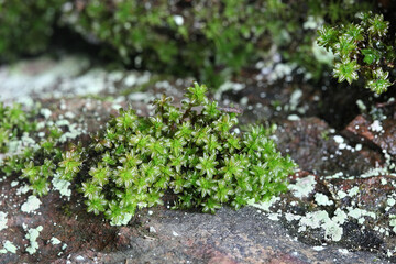 Syntrichia ruralis, commonly known as twisted moss and star moss