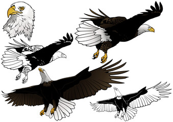 Set of Flying Bald Eagle as Hand Drawn Illustrations Isolated on White Background, Black and White and Colored Birds,Vector Graphic