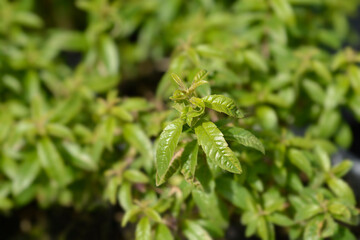 Lemon verbena