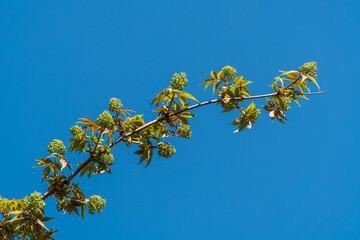 Russia. May 1, 2021. Young juicy leaves and elderberry shoots in the parks and squares of Kronstadt.