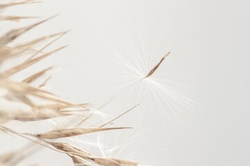 Dry romantic beige dry fragile rush reed cane buds with light  background and place for text macro