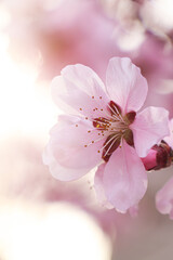 Naklejka na ściany i meble Amazing spring blossom. Closeup view of cherry tree with beautiful pink flowers outdoors