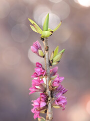 Daphne mezereum, known as February daphne, spurge laurel or spurge olive, wild plant from Finland