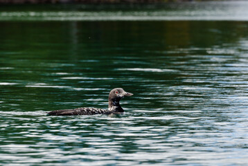 Common loon