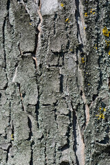 Silver maple