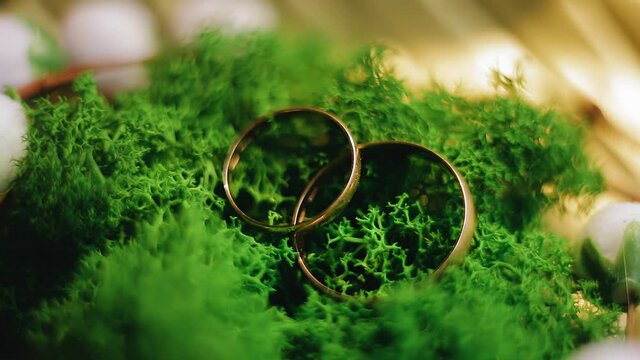 Two gold rings lie on a green lining of plants. The light moves around throwing off glar