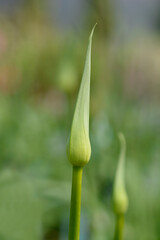 African Lily Amourette White