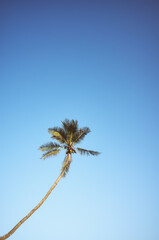 Coconut palm tree against the blue cloudless sky, color toning applied.