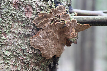 Phellinus abietis, a bracket fungus from Finland with no common english name