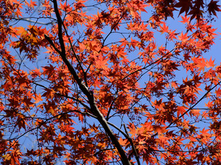 春に色づくノムラモミジ