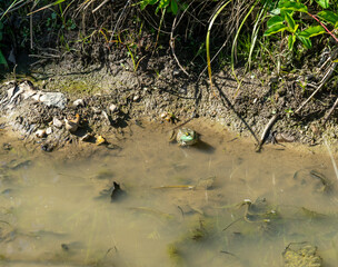 toad in muddy water